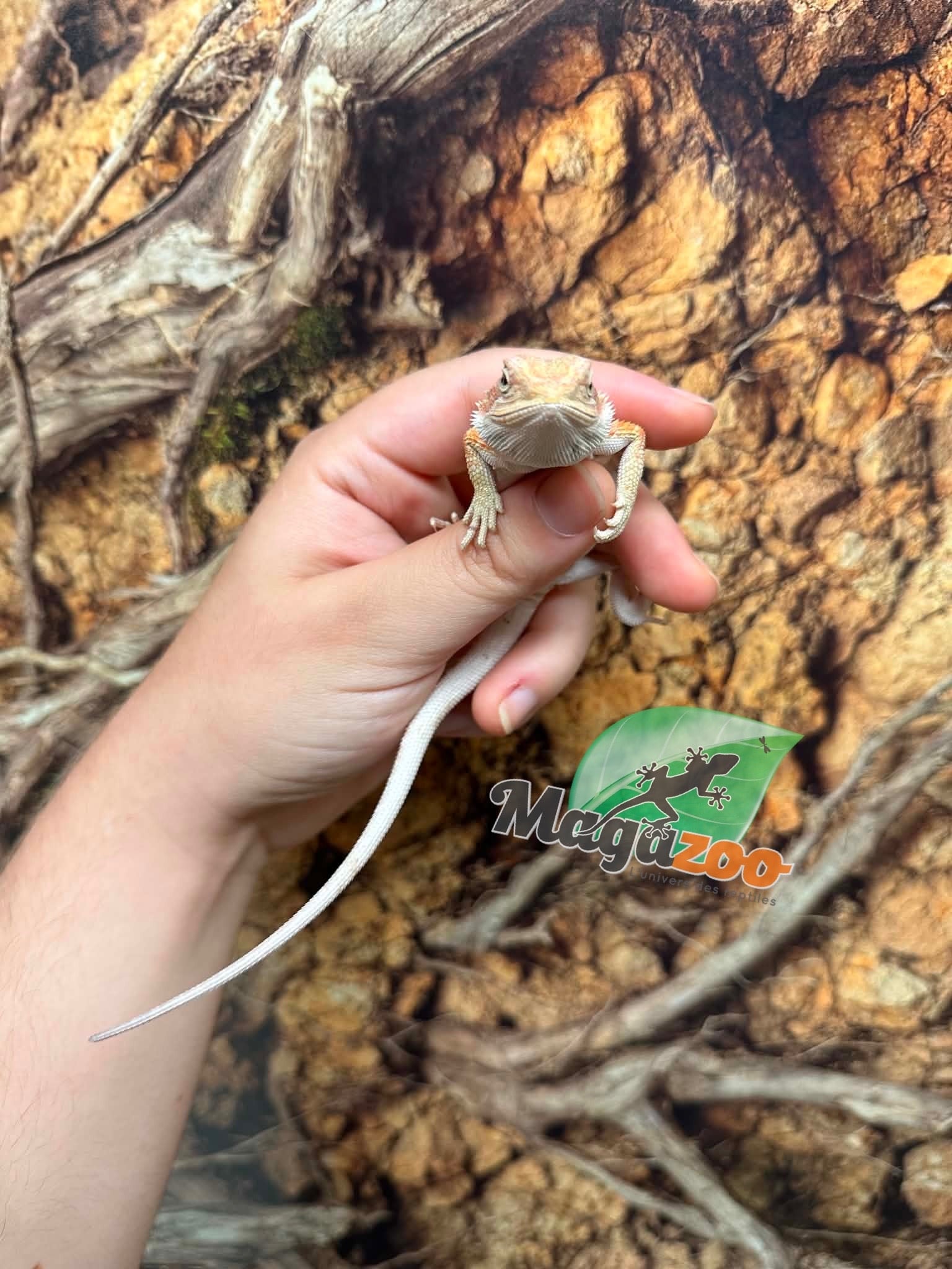 Magazoo Baby Female #D Hypo Bearded Dragon 06/17/2026
