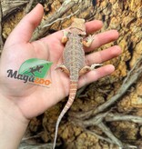Magazoo Baby Female #D Hypo Bearded Dragon 06/17/2026