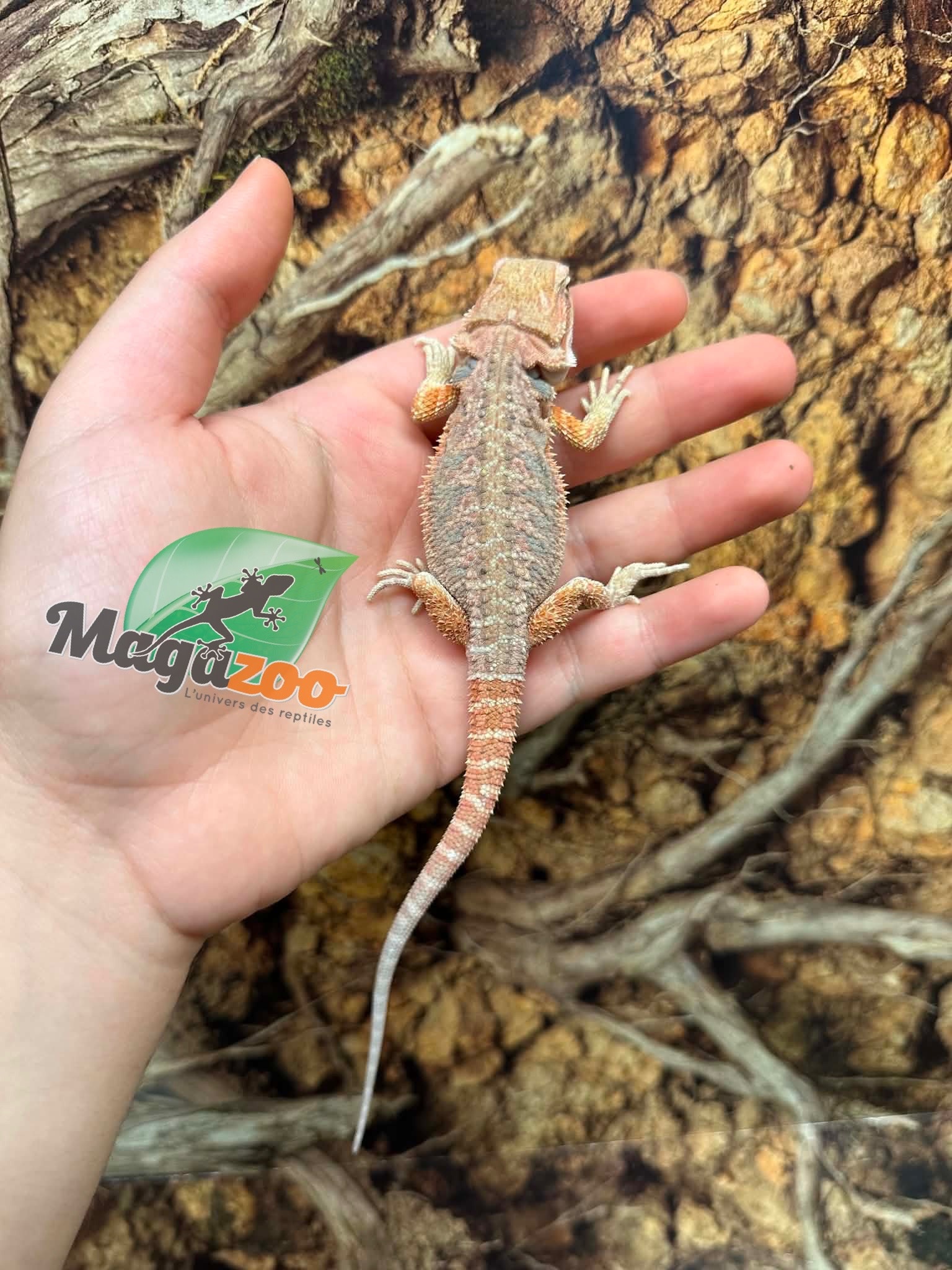 Magazoo Baby Female #D Hypo Bearded Dragon 06/17/2026