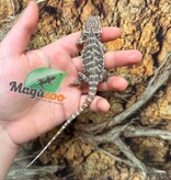 Magazoo Baby Male Leatherback #E Bearded Dragon 06/17/26
