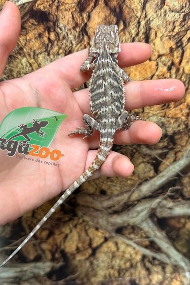 Magazoo Baby Male Leatherback #E Bearded Dragon 06/17/26