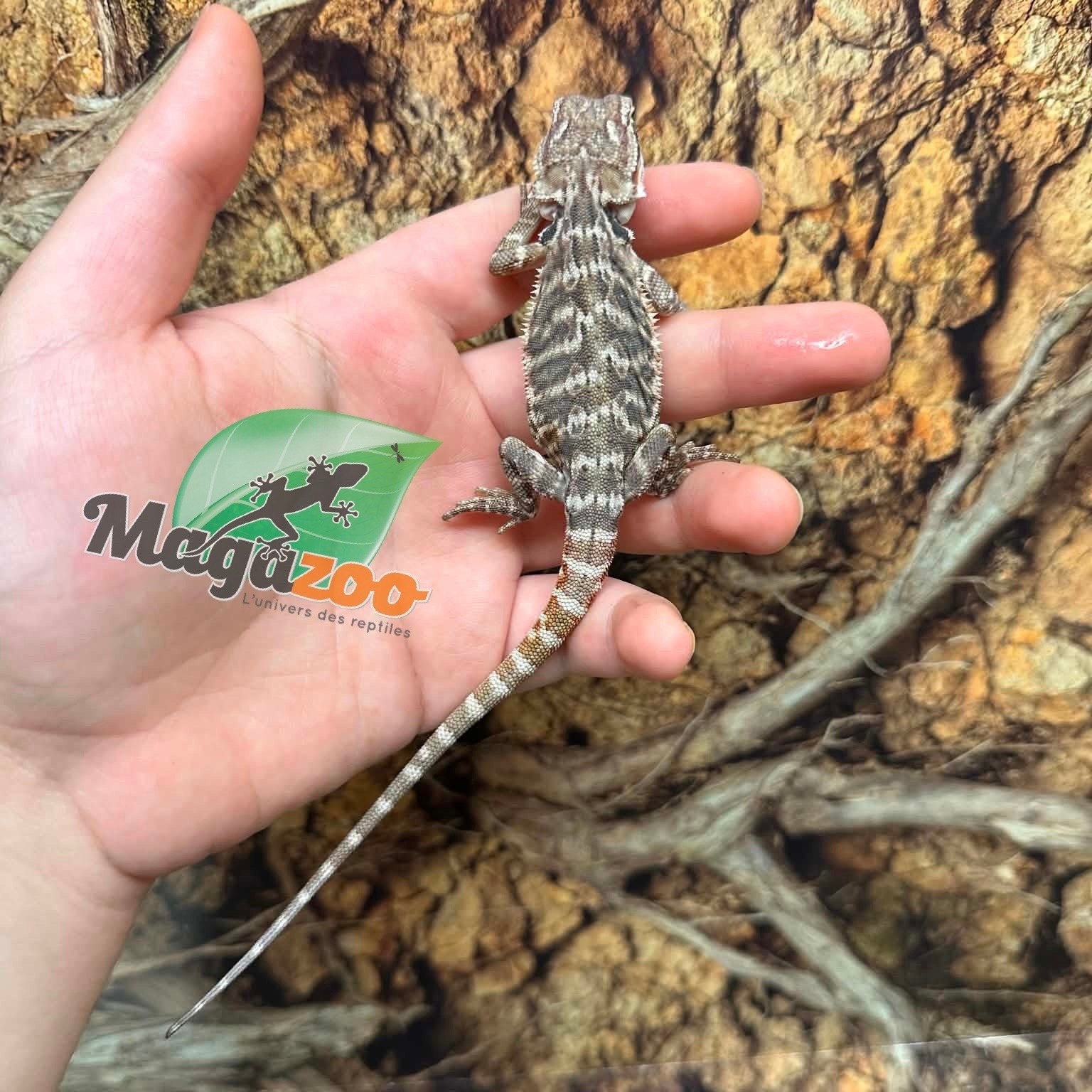 Magazoo Baby Male Leatherback #E Bearded Dragon 06/17/26