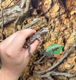 Magazoo Baby Male Leatherback #E Bearded Dragon 06/17/26