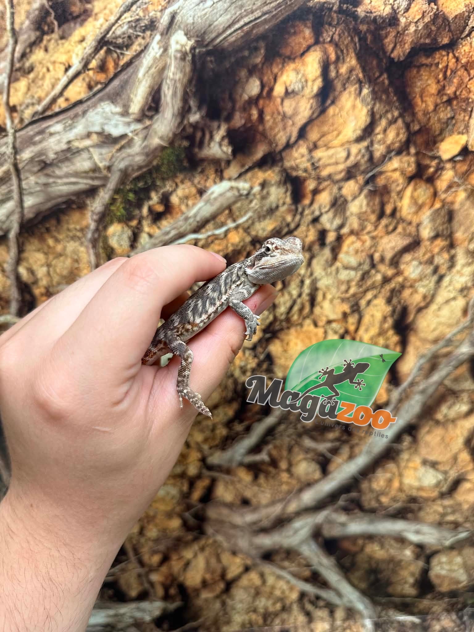 Magazoo Baby Male Leatherback #E Bearded Dragon 06/17/26