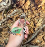 Magazoo Baby Male Leatherback #E Bearded Dragon 06/17/26
