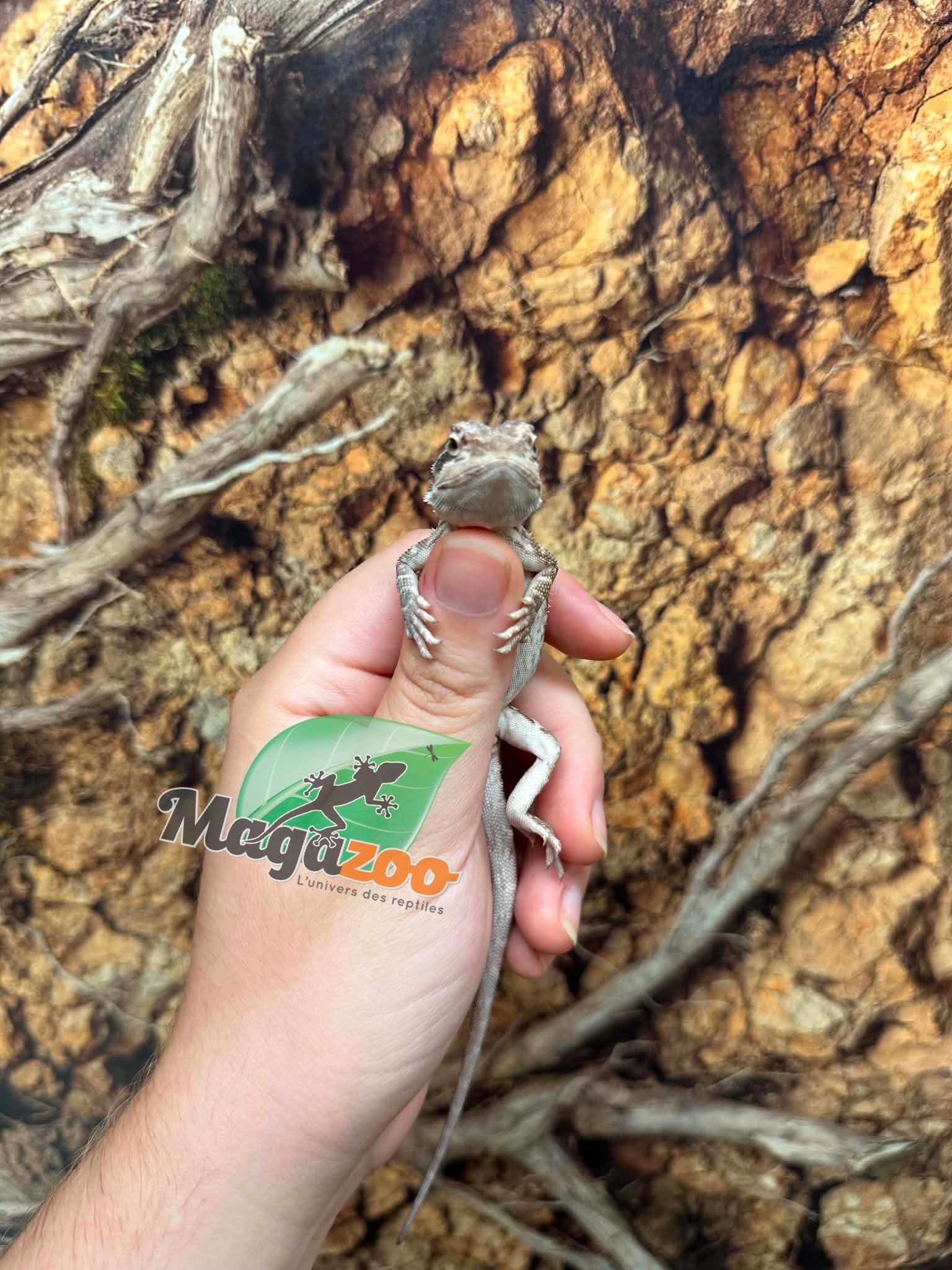 Magazoo Baby Male Leatherback #E Bearded Dragon 06/17/26