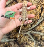 Magazoo Baby Male Hypo #F Bearded Dragon 06/17/26