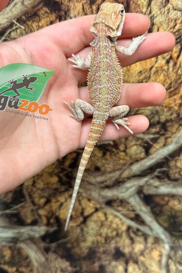 Magazoo Baby Male Hypo #F Bearded Dragon 06/17/26