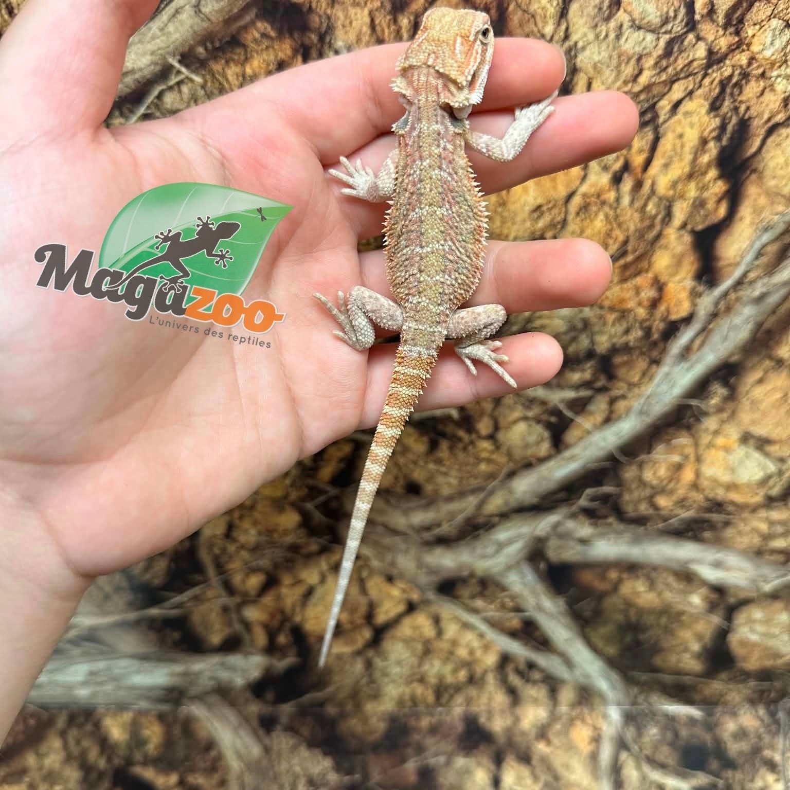 Magazoo Baby Male Hypo #F Bearded Dragon 06/17/26