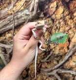 Magazoo Baby Male Hypo #F Bearded Dragon 06/17/26