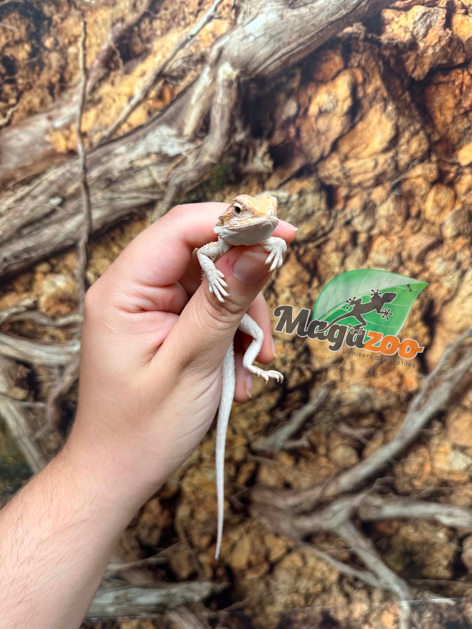 Magazoo Baby Male Hypo #F Bearded Dragon 06/17/26