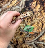 Magazoo Baby Male Hypo #F Bearded Dragon 06/17/26