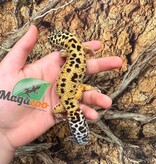 Magazoo Male Mack snow jungle Leopard Gecko 08/01/23 #22 (SPECIAL ORDER)