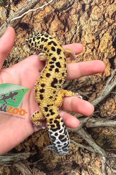 Magazoo Gecko léopard Mack snow jungle Mâle 1/8/23 / Adoption - 2ième chance