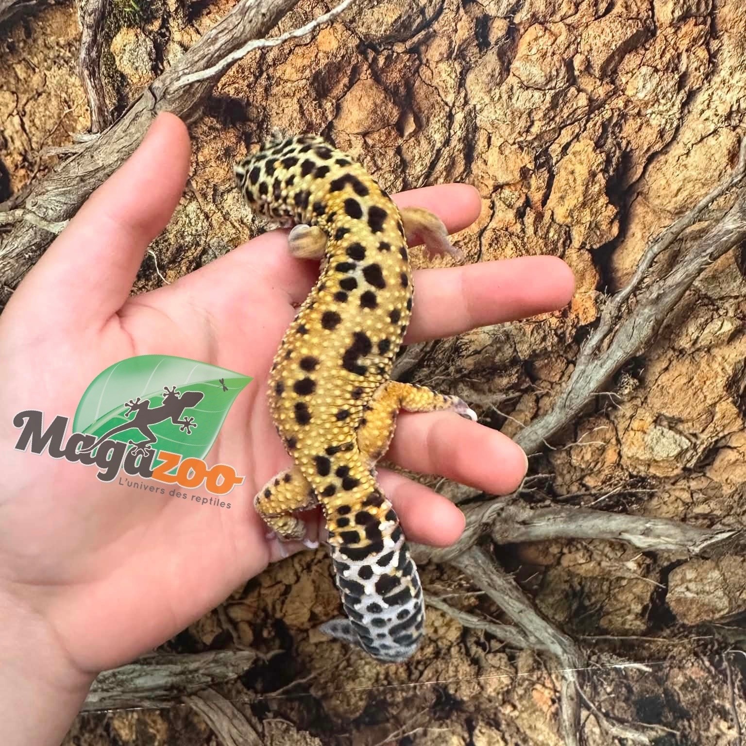 Magazoo Male Mack snow jungle Leopard Gecko 08/01/23 #22 (SPECIAL ORDER)