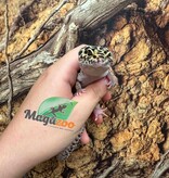 Magazoo Gecko léopard Mack snow jungle Mâle 1/8/23 / Adoption - 2ième chance