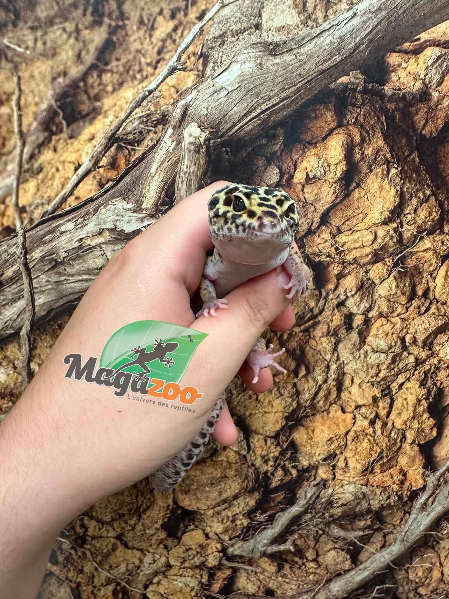 Magazoo Male Mack snow jungle Leopard Gecko 08/01/23 #22 (SPECIAL ORDER)