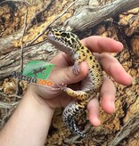 Magazoo Gecko léopard Mack snow jungle Mâle 1/8/23 / Adoption - 2ième chance