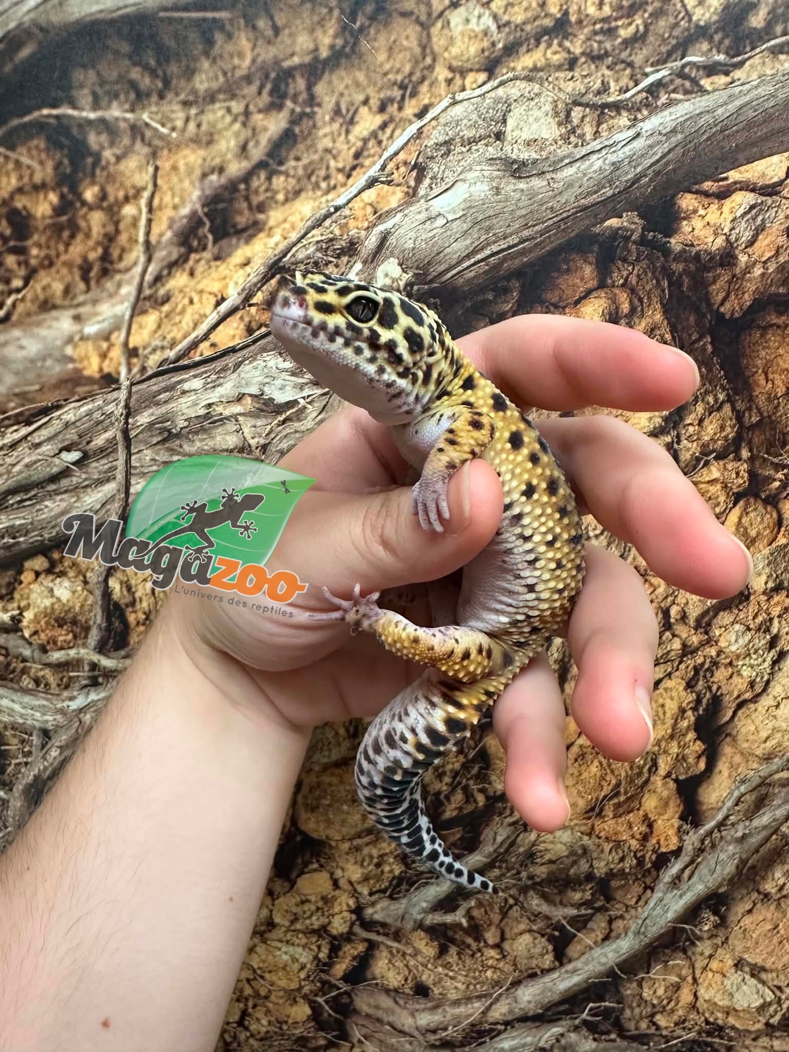 Magazoo Male Mack snow jungle Leopard Gecko 08/01/23 #22 (SPECIAL ORDER)
