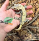 Magazoo Gecko à crête Xtreme Harlequin Pinstripe Mâle Adulte