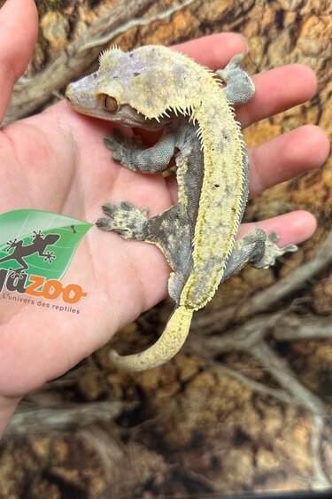 Magazoo Male Adult Xtreme Harlequin Pinstripe Crested Gecko