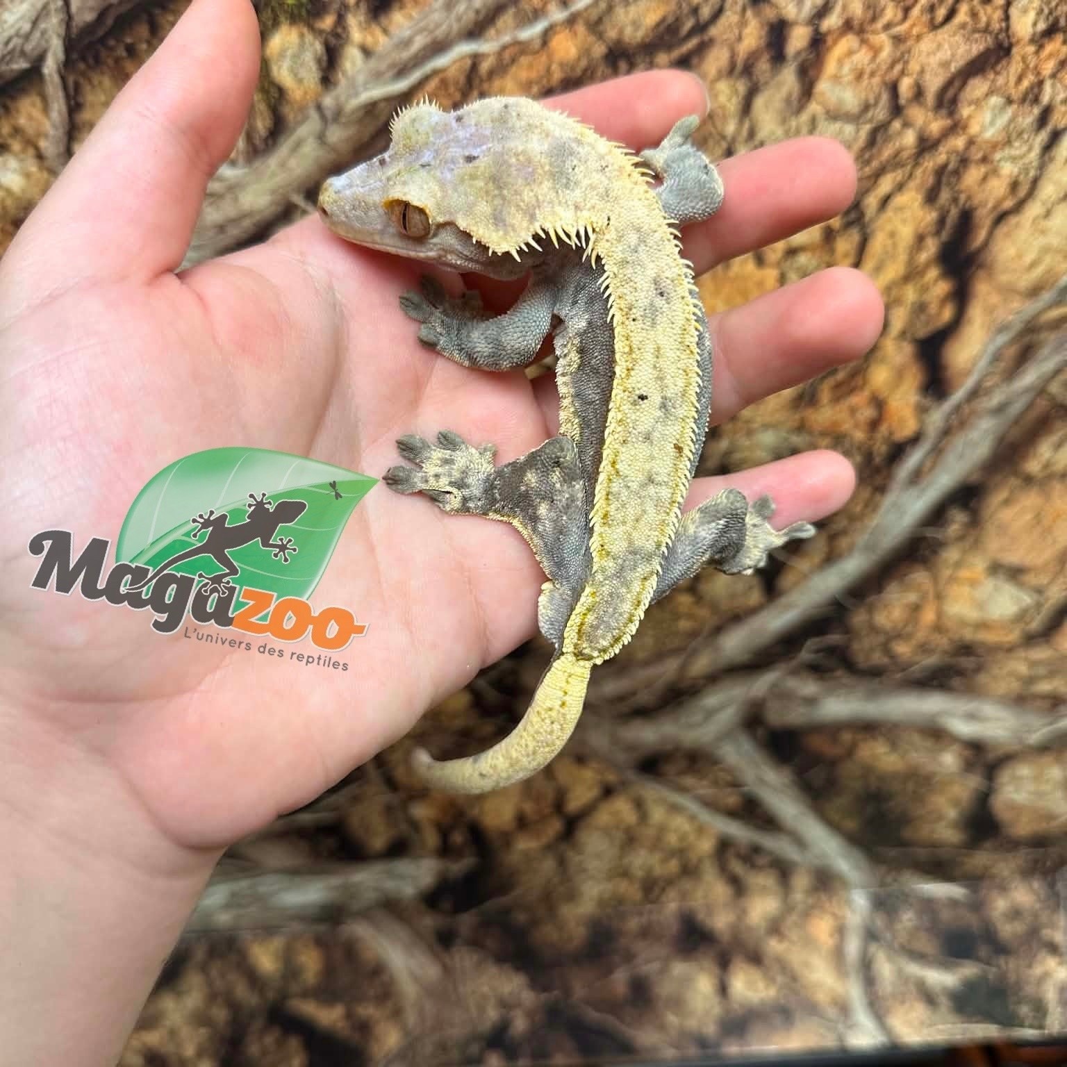 Magazoo Gecko à crête Xtreme Harlequin Pinstripe Mâle Adulte