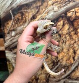 Magazoo Gecko à crête Xtreme Harlequin Pinstripe Mâle Adulte