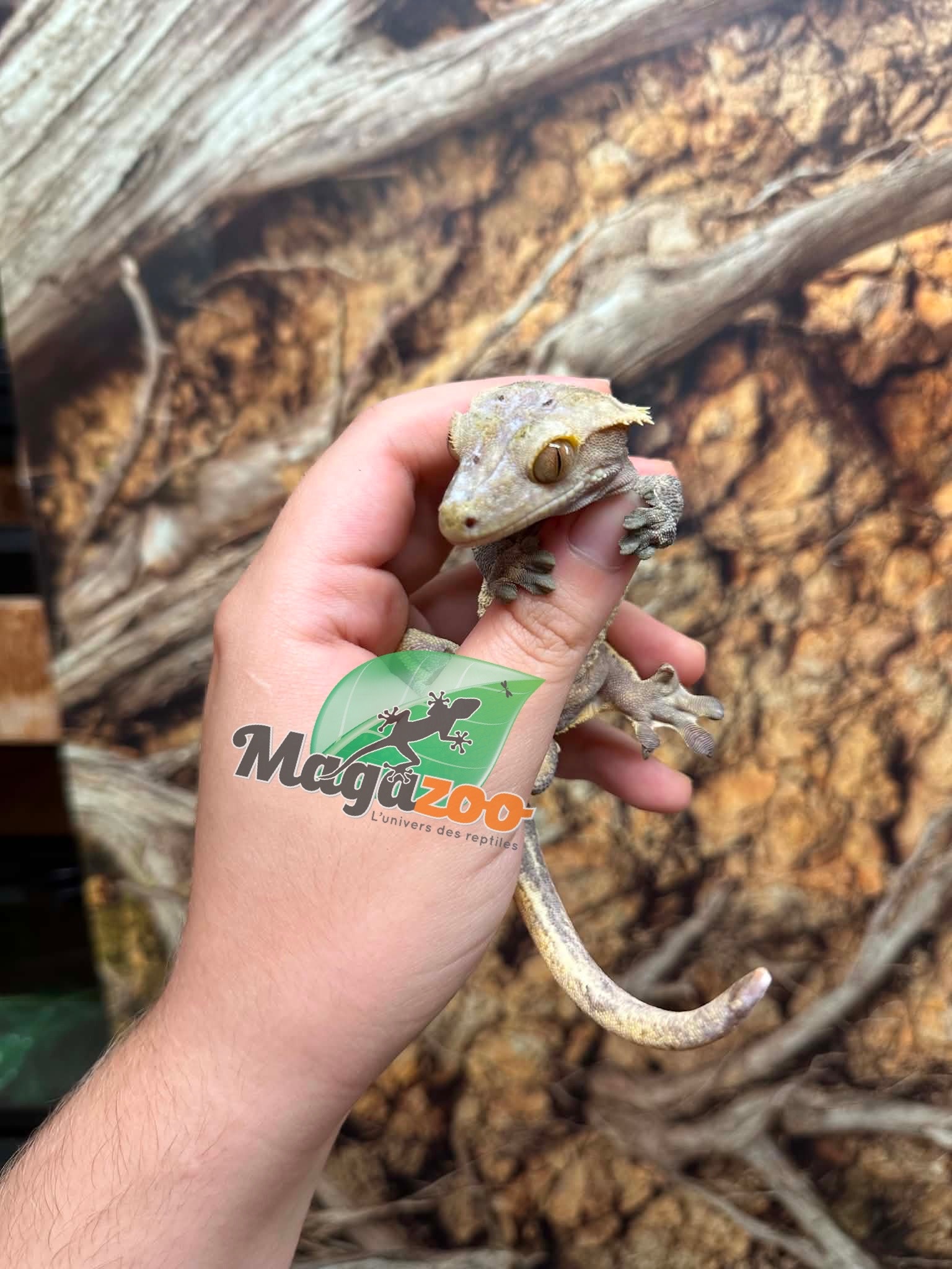 Magazoo Gecko à crête Xtreme Harlequin Pinstripe Mâle Adulte