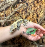 Magazoo Gecko à crête Xtreme Harlequin Pinstripe Mâle Adulte
