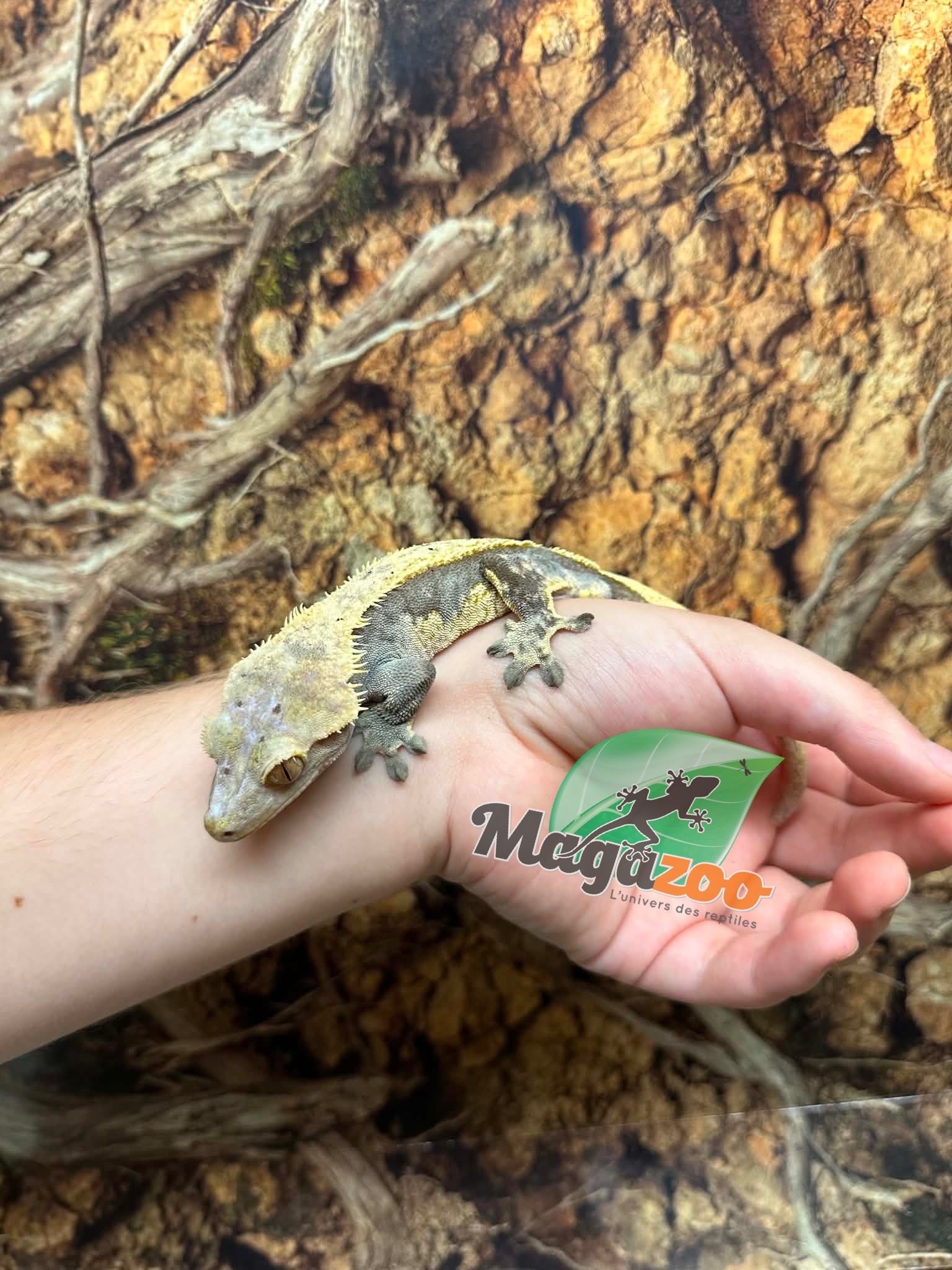 Magazoo Male Adult Xtreme Harlequin Pinstripe Crested Gecko