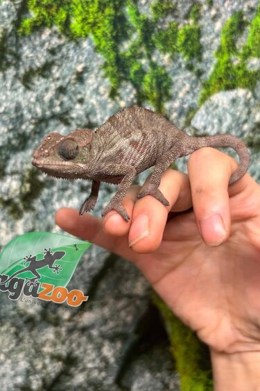 Magazoo Male Panther chameleon Ambanja #1 (Born April 2026)