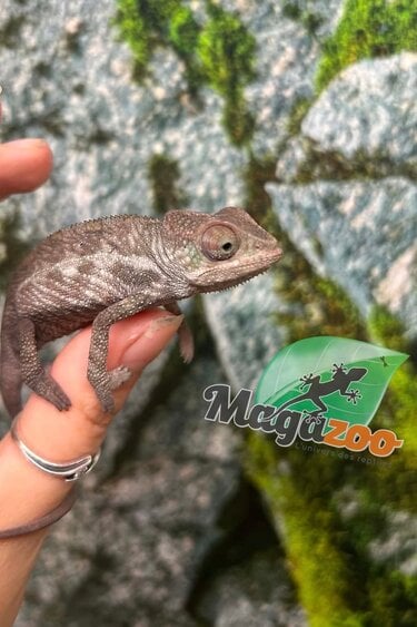 Magazoo Caméléon Panthère Ambanja Mâle #2 (né avril  2026)