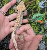 Magazoo Crested Gecko #1