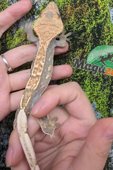 Magazoo Crested Gecko #1