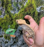 Magazoo Crested Gecko #1