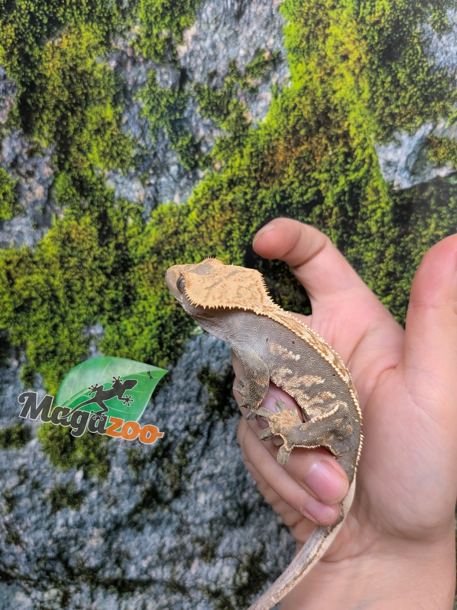 Magazoo Crested Gecko #1