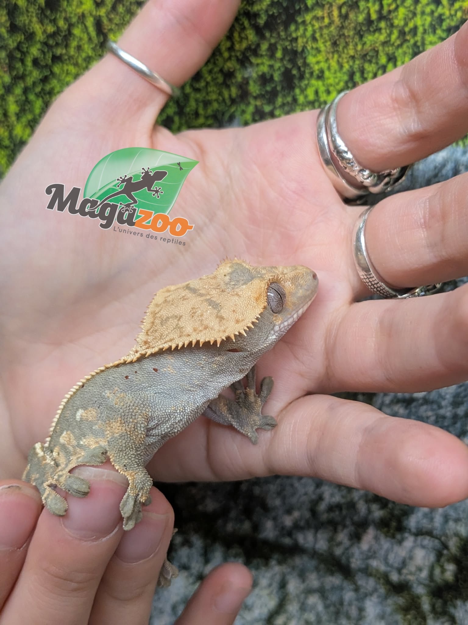 Magazoo Gecko à crête Harlequin Partial Pinstripe #1
