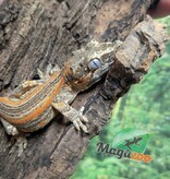 Magazoo Male Sub-adult Orange Striped Gargoyle Gecko