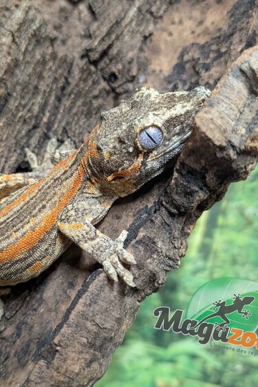 Magazoo Male Sub-adult Orange Striped Gargoyle Gecko