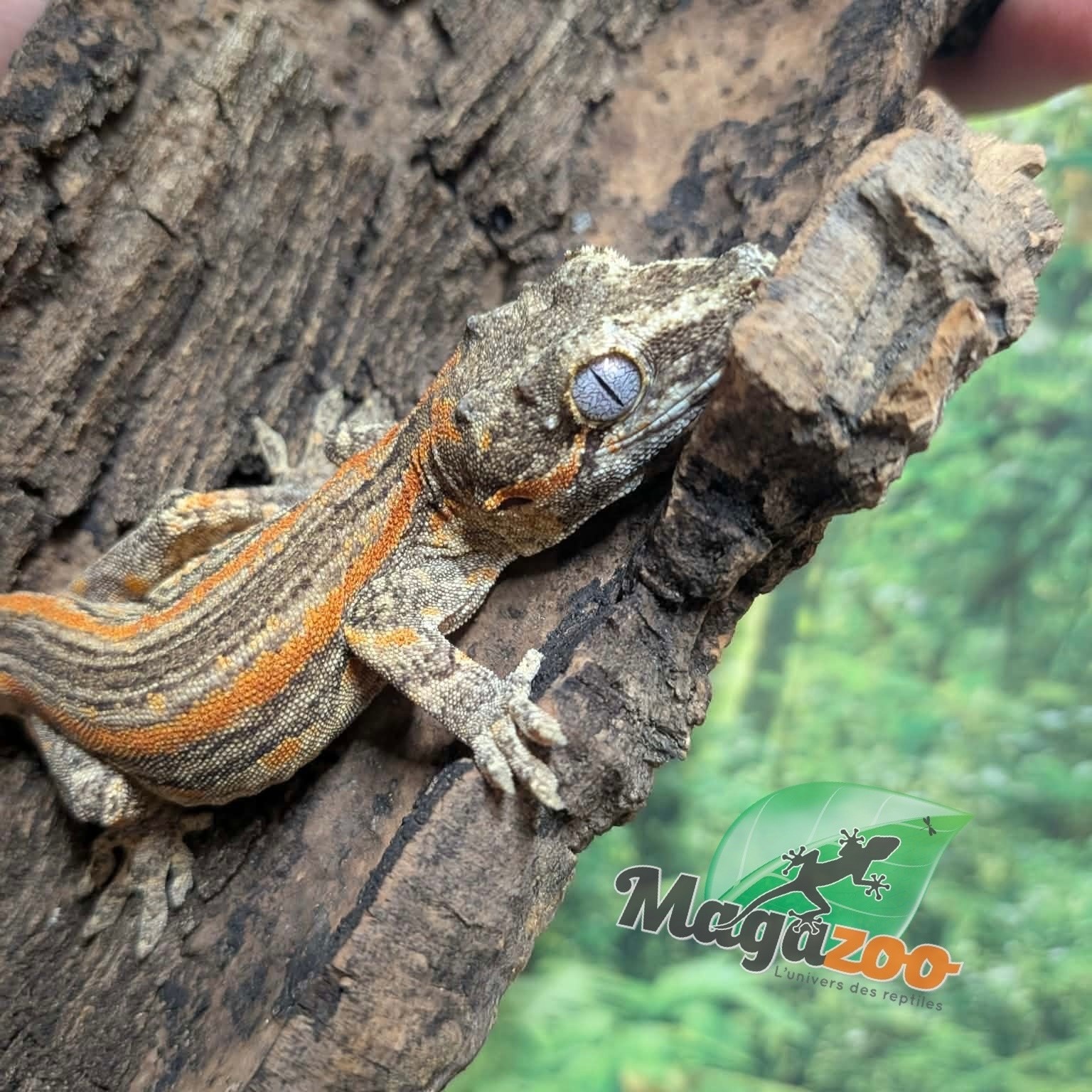 Magazoo Male Sub-adult Orange Striped Gargoyle Gecko
