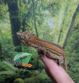 Magazoo Male Sub-adult Orange Striped Gargoyle Gecko