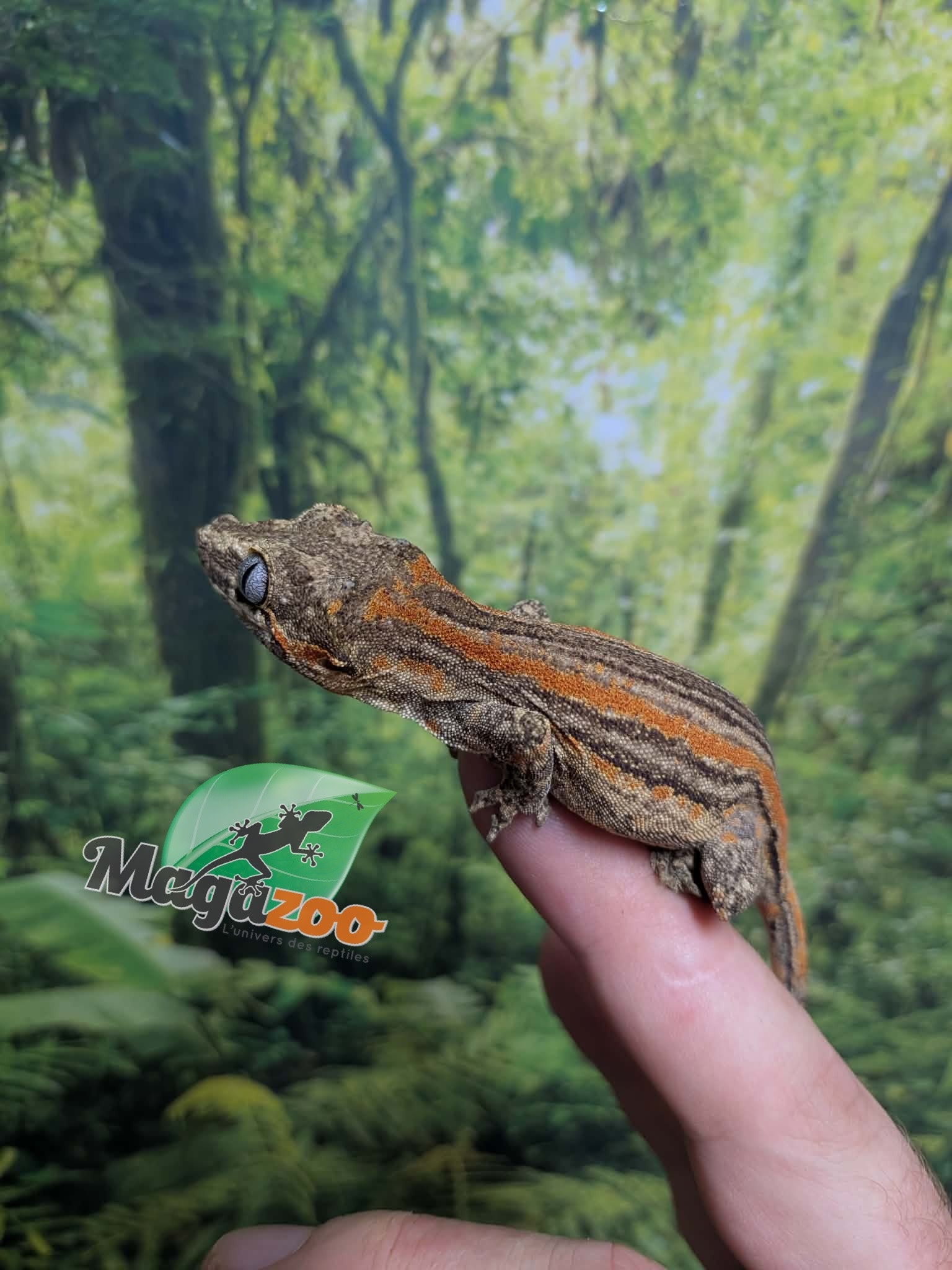 Magazoo Gecko gargouille Ligné Orange Mâle Sub-adulte