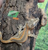 Magazoo Male Sub-adult Orange Striped Gargoyle Gecko