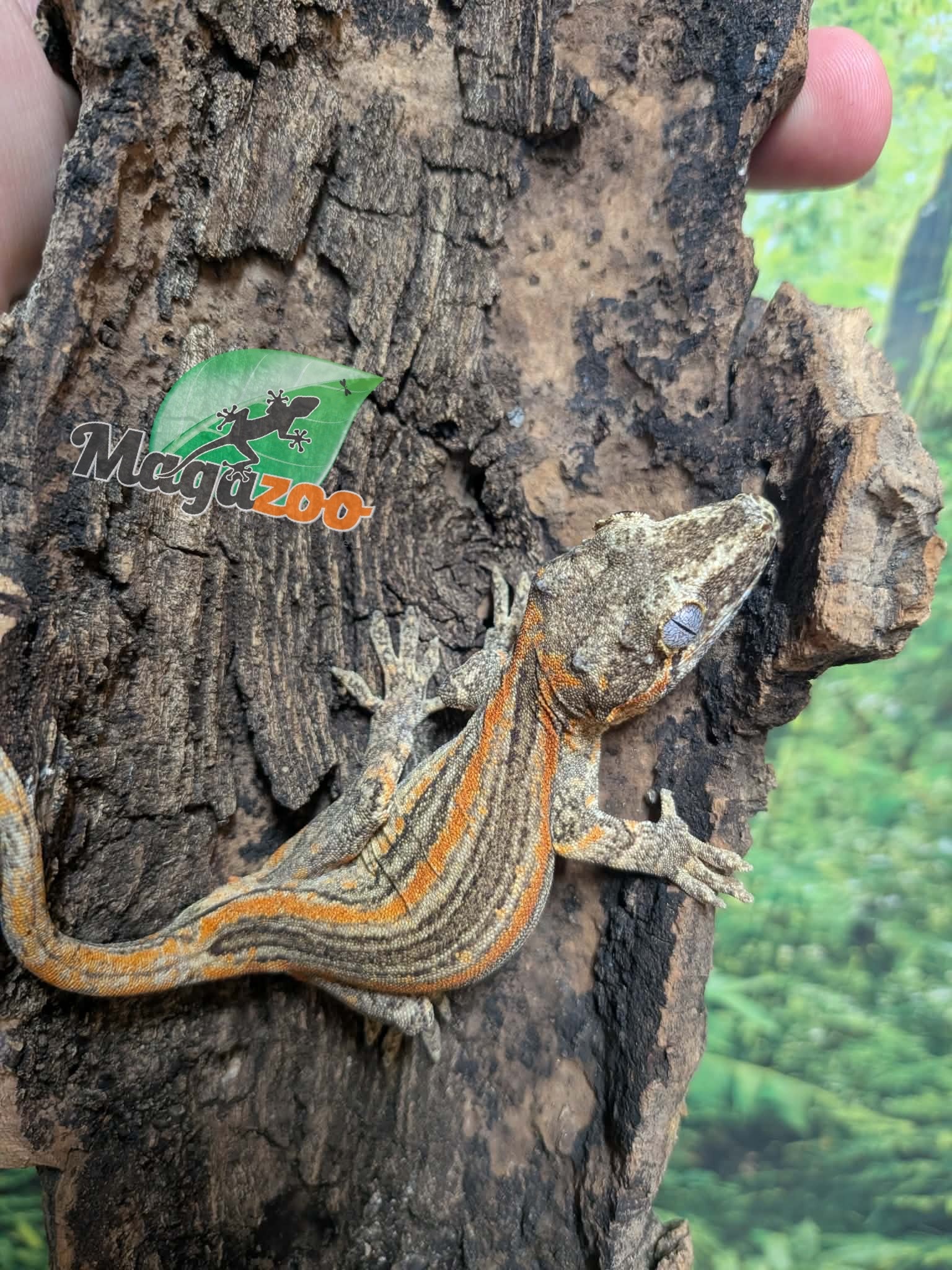 Magazoo Male Sub-adult Orange Striped Gargoyle Gecko