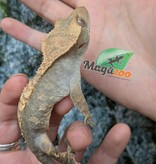 Magazoo Crested Gecko #2