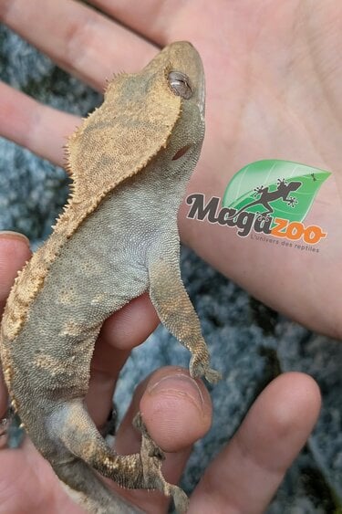 Magazoo Crested Gecko #2
