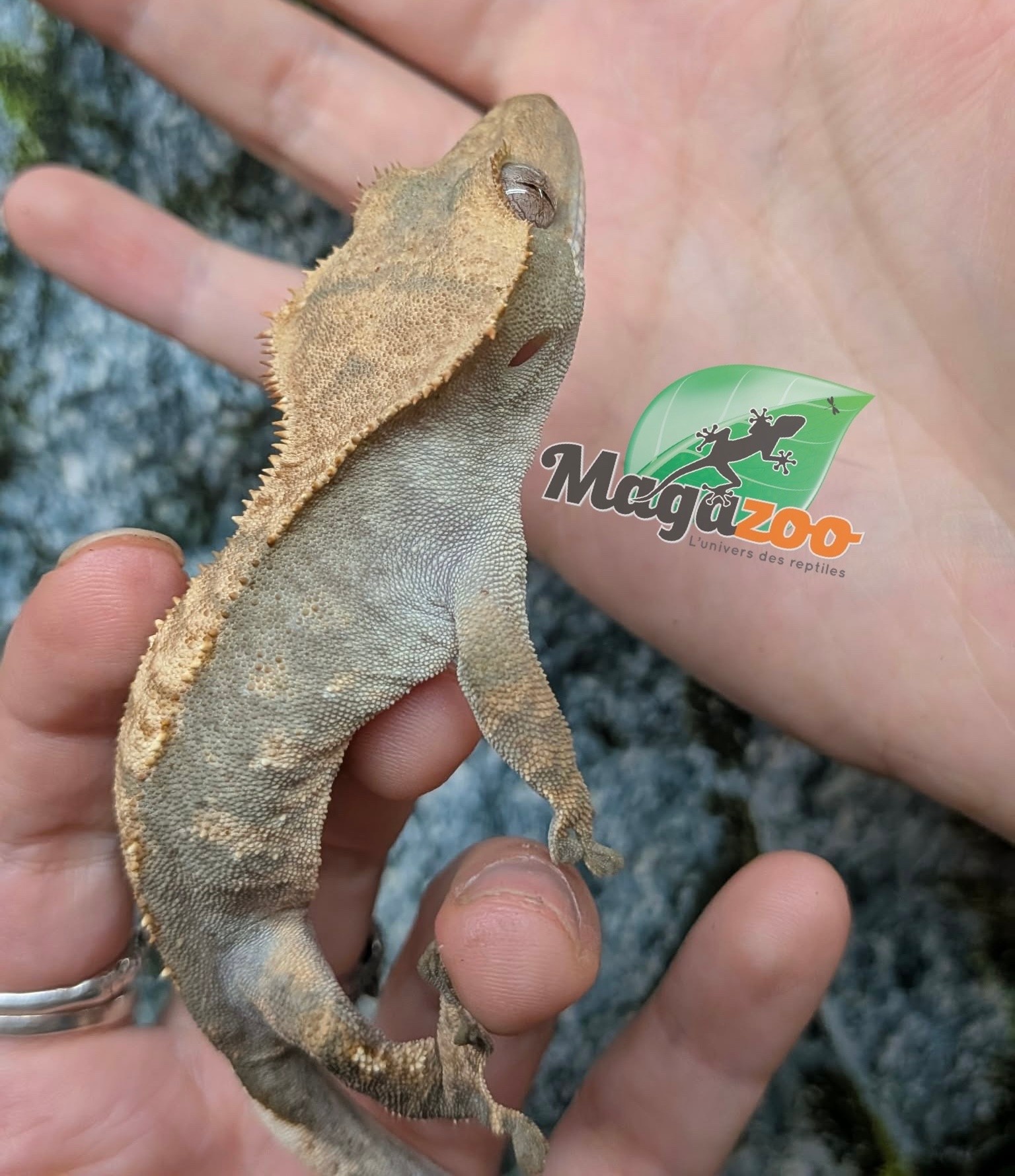 Magazoo Crested Gecko #2
