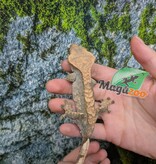 Magazoo Crested Gecko #2