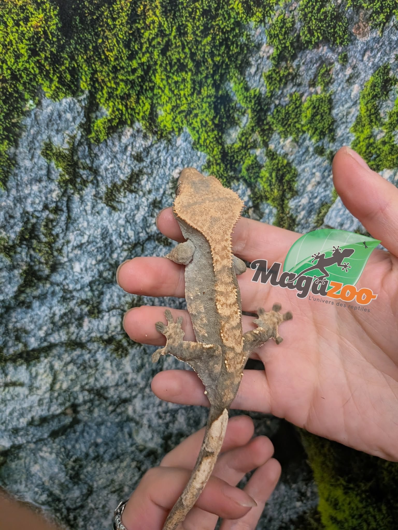 Magazoo Crested Gecko #2