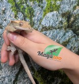 Magazoo Crested Gecko #2